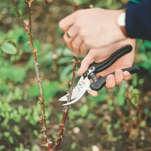 tree services Bella Vista